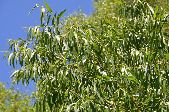 Goodding's Willow has attractive large green leaves with serrated margins. The leaves are deciduous and emerge in early spring just after the catkins open. Salix gooddingii